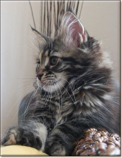 hodowla kotw maine coon Villa Park*PL