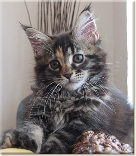 Maine Coon cattery Villa Park*PL