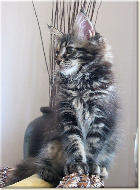 maine coon cattery Villa Park*PL