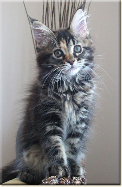 hodowla kotw maine coon Villa Park*PL