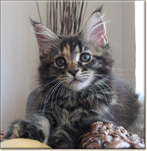 hodowla kotw rasy Maine Coon Villa Park*PL