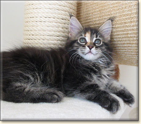 hodowla kotw maine coon Villa Park*PL