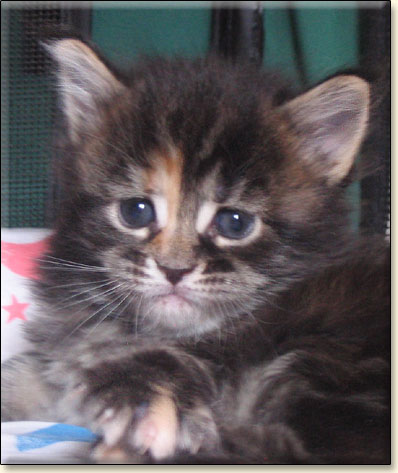 hodowla kotw maine coon Villa Park*PL