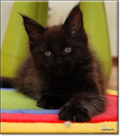 hodowla kotw maine coon Villa Park*PL