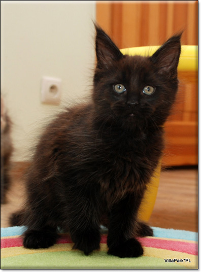 hodowla kotw maine coon Villa Park*PL