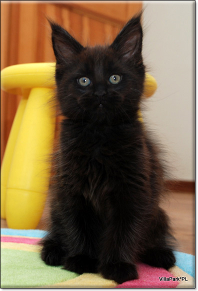 hodowla kotw rasy Maine Coon Villa Park*PL