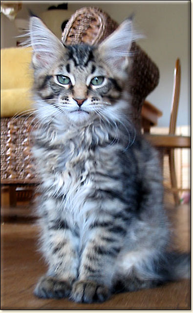 hodowla kotw rasowych maine coon Villa Park*PL