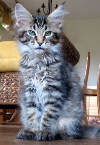 hodowla kotw rasy Maine Coon Villa Park*PL