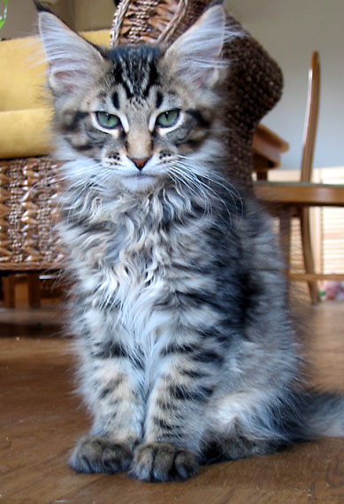 hodowla kotw maine coon Villa Park*PL