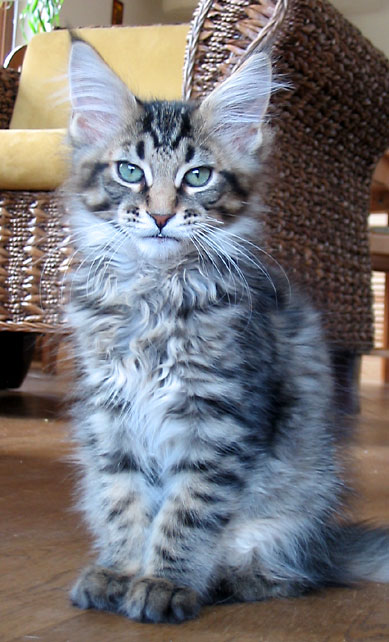 hodowla kotw maine coon Villa Park*PL