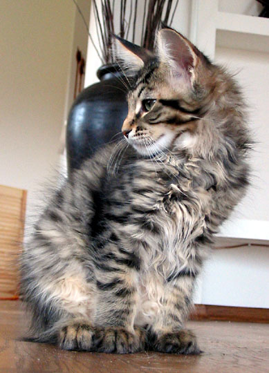 hodowla kotw maine coon Villa Park*PL