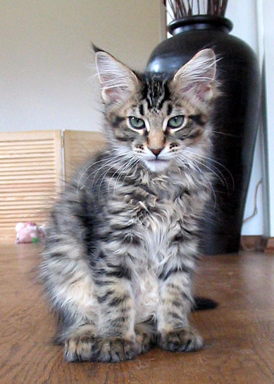 Maine Coon cattery Villa Park*PL