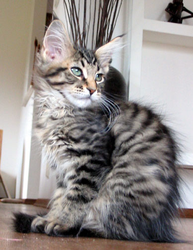 maine coon cattery Villa Park*PL