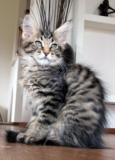 hodowla kotw maine coon Villa Park*PL