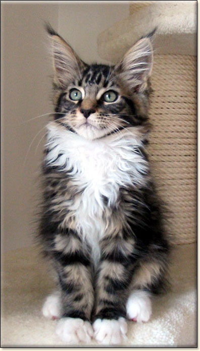 kocita maine coon Villa Park*PL