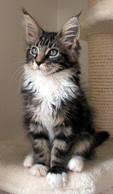 hodowla kotw rasy Maine Coon Villa Park*PL