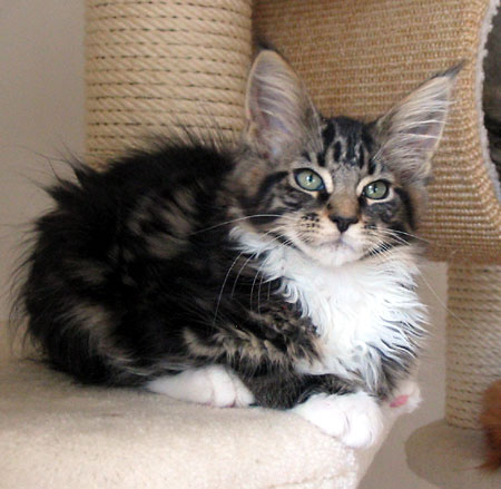 hodowla kotw maine coon Villa Park*PL