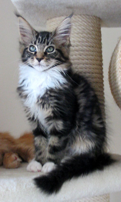 maine coon cattery Villa Park*PL