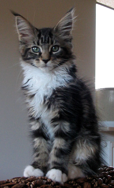 hodowla kotw maine coon Villa Park*PL