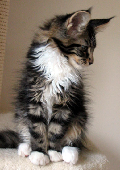 hodowla kotw rasy Maine Coon Villa Park*PL