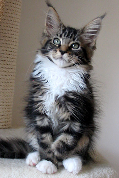 hodowla kotw maine coon Villa Park*PL