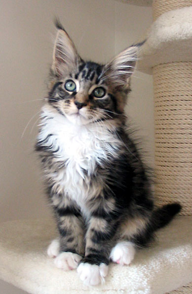 Maine Coon cattery Villa Park*PL