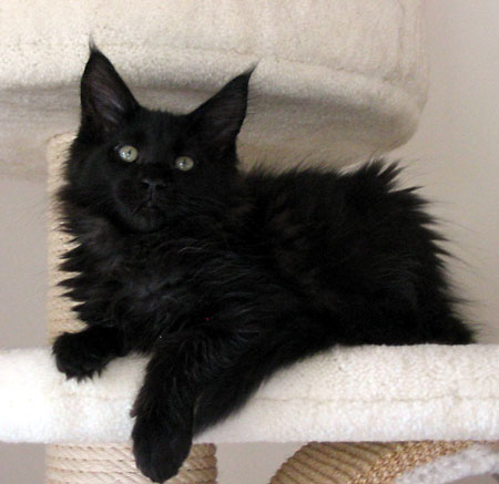 hodowla kotw maine coon Villa Park*PL