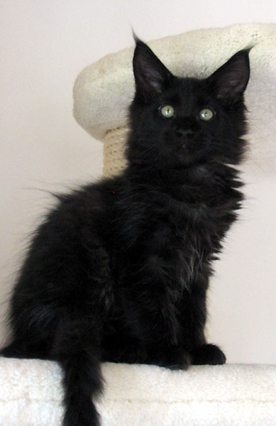 hodowla kotw maine coon Villa Park*PL