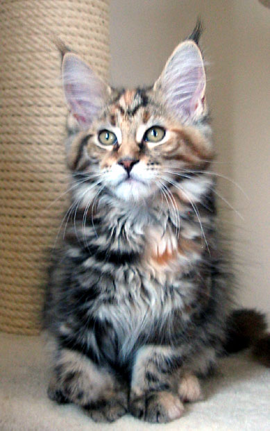 hodowla kotw rasy Maine Coon Villa Park*PL