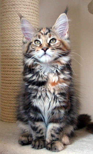 hodowla kotw maine coon Villa Park*PL