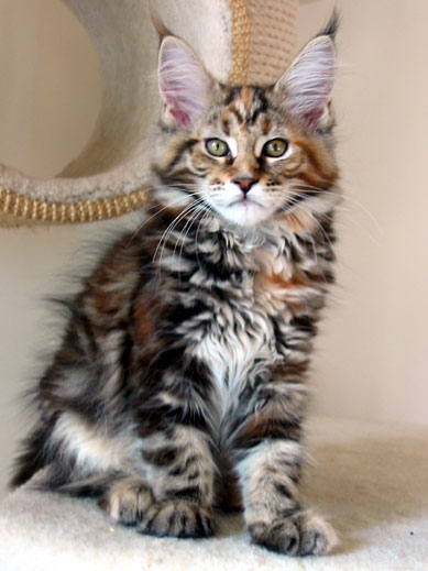 maine coon cattery Villa Park*PL