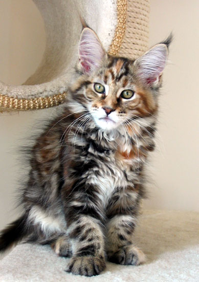 hodowla kotw maine coon Villa Park*PL