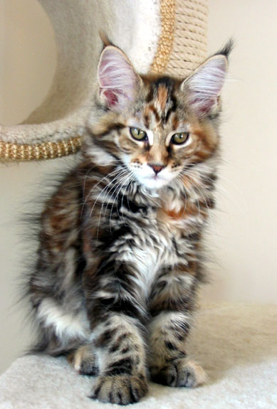 hodowla kotw rasy Maine Coon Villa Park*PL