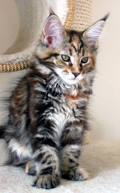 hodowla kotw maine coon Villa Park*PL