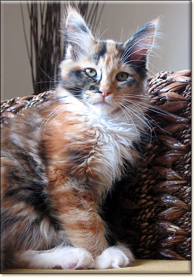 hodowla kotw rasy Maine Coon Villa Park*PL