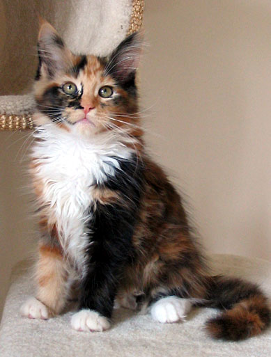 hodowla kotw maine coon Villa Park*PL