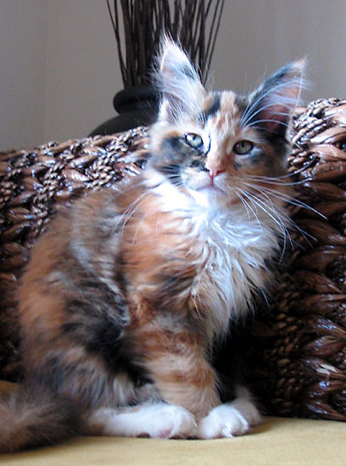 hodowla kotw maine coon Villa Park*PL