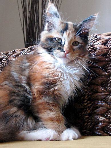 hodowla kotw rasy Maine Coon Villa Park*PL