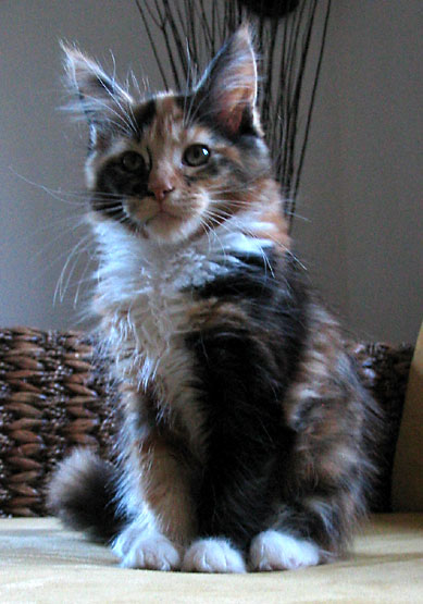 hodowla kotw maine coon Villa Park*PL