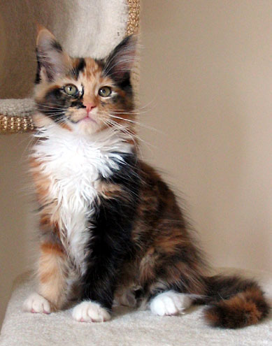 hodowla kotw maine coon Villa Park*PL