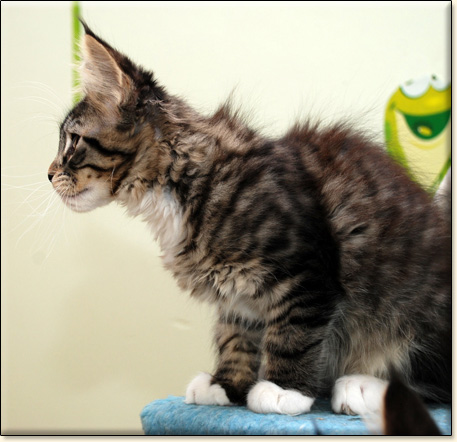 hodowla kotw maine coon Villa Park*PL