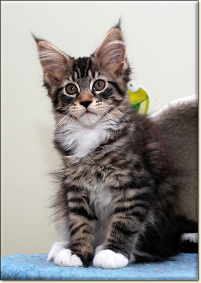 hodowla kotw maine coon Villa Park*PL