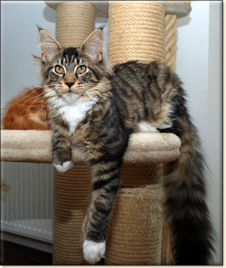 hodowla kotw maine coon Villa Park*PL