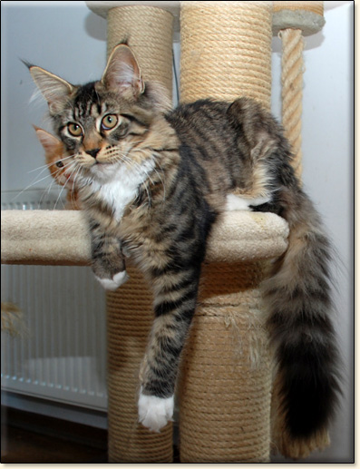 hodowla kotw maine coon Villa Park*PL