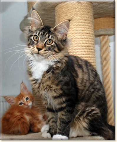 hodowla kotw rasy Maine Coon Villa Park*PL