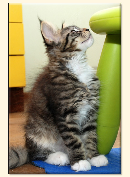 hodowla kotw maine coon Villa Park*PL