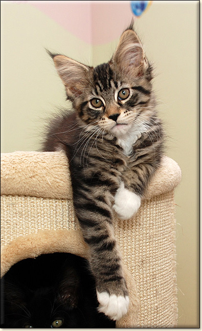 hodowla kotw maine coon Villa Park*PL