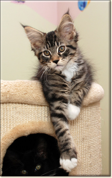 hodowla kotw maine coon Villa Park*PL