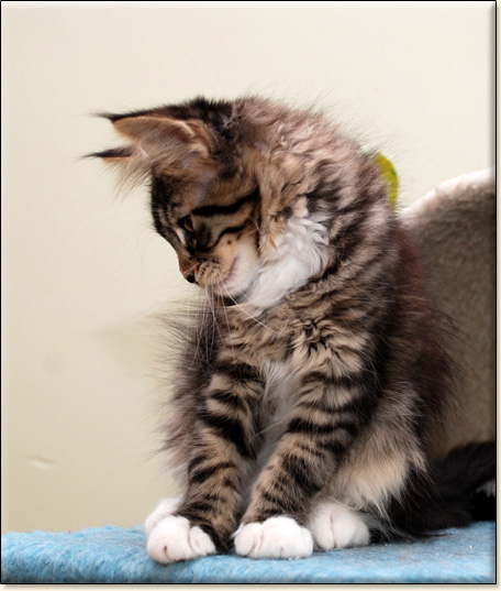 hodowla kotw maine coon Villa Park*PL