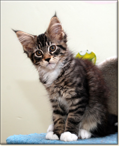 hodowla kotw maine coon Villa Park*PL